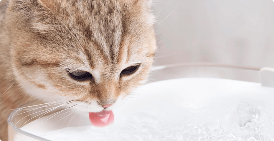 Smart Pet Fountain