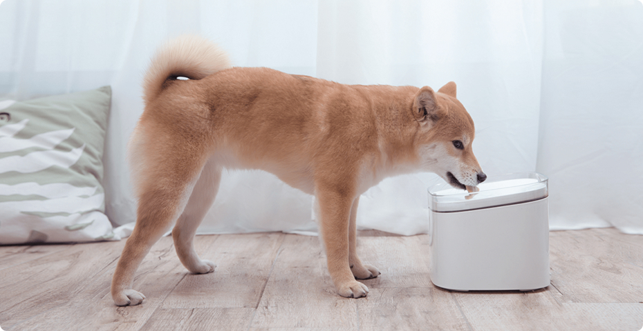 Smart Pet Fountain